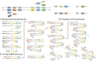 Advancements and applications of loop-mediated isothermal amplification technology: a comprehensive overview